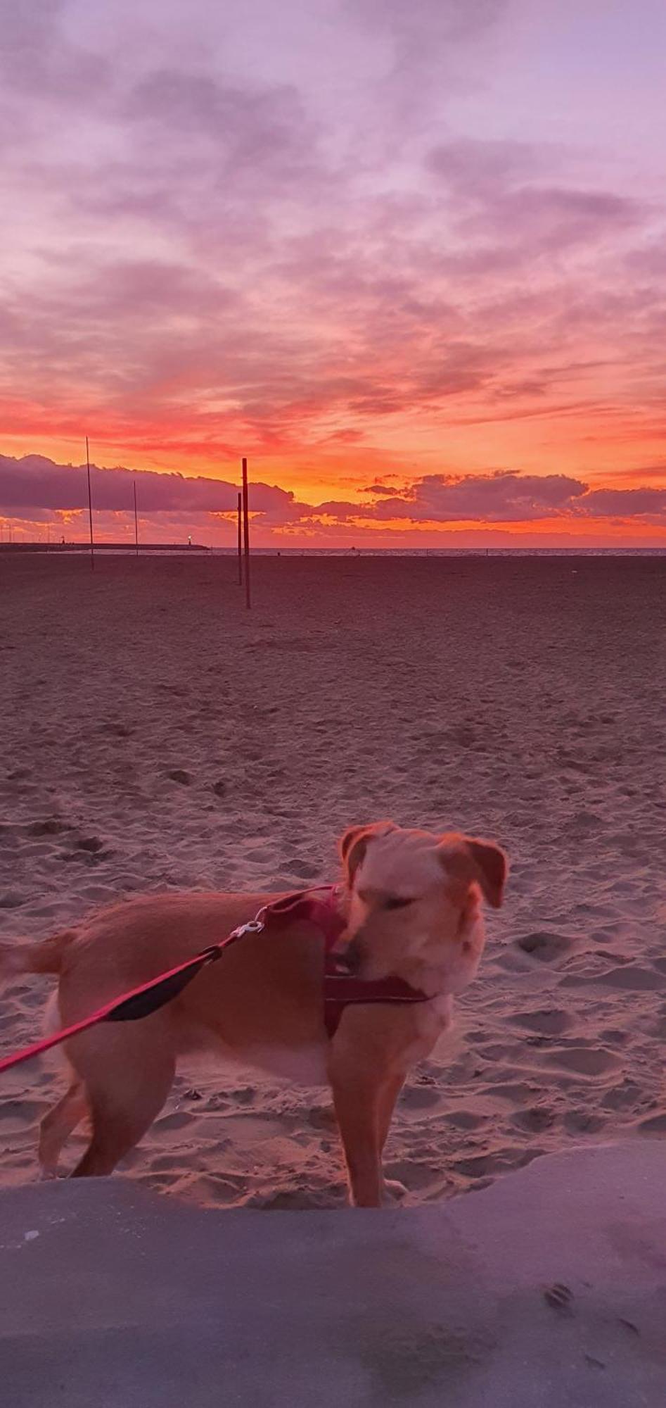 Domusauroom, Relax Nel Cuore Della Versilia - Pet Friendly Viareggio Kültér fotó